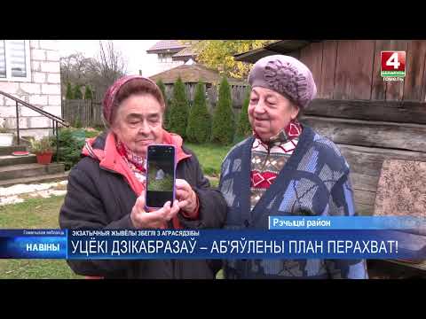 Под Гомелем жители деревни бьют тревогу из-за дикобраза, который стал приходить по ночам видео