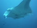 Scuba Diving Video Of A Giant Manta Ray In Maldives