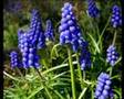 Blue and purple