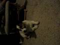 my dog sings