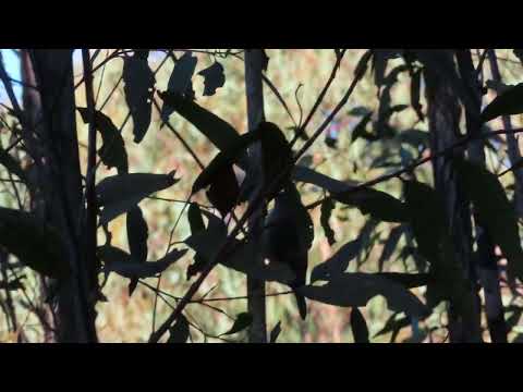 White-throated Treecreeper near Capertee | Birds in Sydney