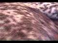 Braco Alemán de Pelo Corto video