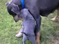 Blue Lacy