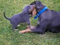 Blue Lacy Pups