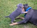 Blue Lacy