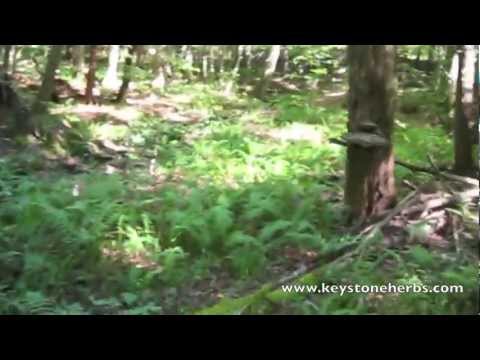 how to harvest turkey tail mushroom