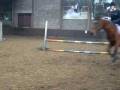 videos de Springwedstrijd Nikki op Pebbles in de L.