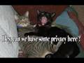 videos de Cool  cats of  California