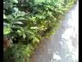 Home vedio3gp