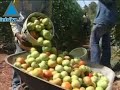 L'année de jachère fait augmenter le prix des fruits et légumes en  Israël Manele-Gratis.net