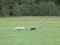 Emenem�S Fonzie 080628 herding