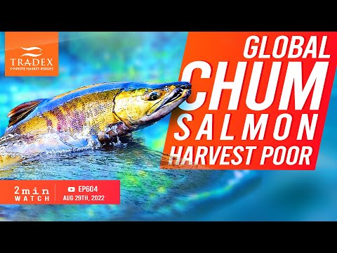 3MMI - Global Chum Salmon Harvest Poor