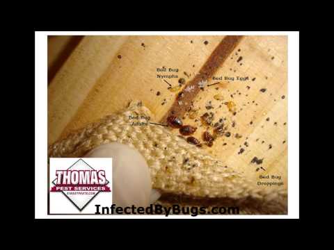 how to relieve bed bug bites