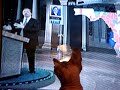 Sphynx- Geisha playing with Newscaster.