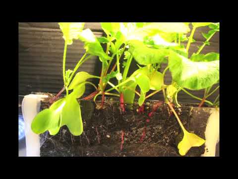how to harvest radishes
