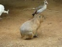 Capybara