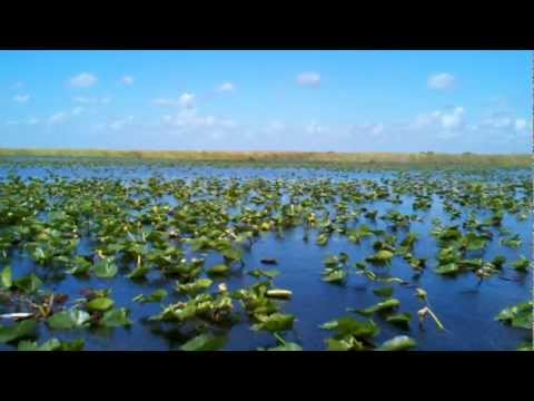 Air boat ride in the Everglades National Park Florida. Everglades Holiday Park near Weston Florida