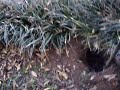 SAFE-T-DIG Vacuum Excavating / Potholing Gas Line