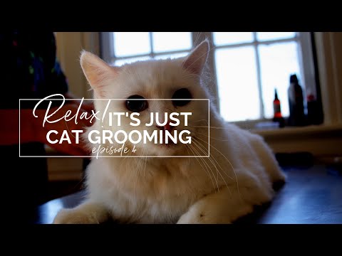 Tips for Your Cat Grooming Business: Beginner Essentials, Introducing Grooming to Cats, Muzzles