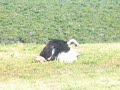 Mating Ostriches Mating Ostriches