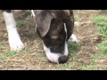 Charlotte, an adoptable dog with Mutts4Rescue