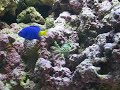 Emerald crab and Pulsing Xenia frag