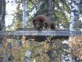 Bear sleeping in hunter's deer stand