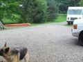 Dont Tease Your Dog