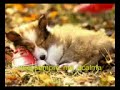 Rugido Reggae - Neura Rugido Reggae - Neura