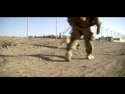 Working Dog Videos from Afghanistan 0 Working Dog Videos from Afghanistan