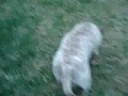 Bull Terrier Kafra 2