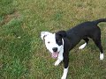 puppy playing