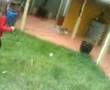 SOCCER DOG!!