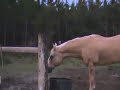 A man being chased by a cow