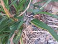Cute Baby Bird 2
