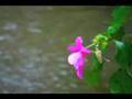 Canon GL2 Nature Shots