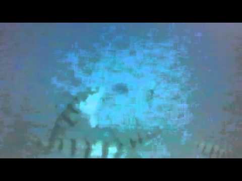 Underwater Perch Action