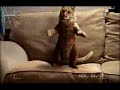Un Gato Bailarin