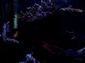 Pterois volitans Pterois volitans