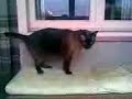 MIXO - EL GATO MAS LINDO DE MI CASA