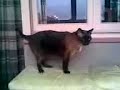 MIXO - EL GATO MAS LINDO DE MI CASA