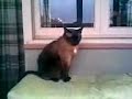 MIXO - EL GATO MAS LINDO DE MI CASA