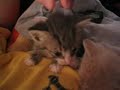 Kitten Meow Meow Kitten Meow Meow