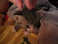 Kitten Meow Meow