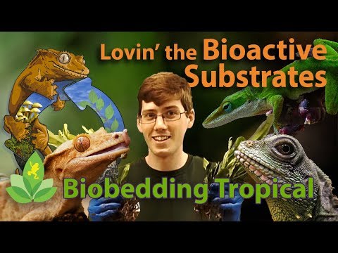 YouTube reptile video