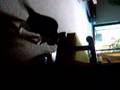 Cat fights the cord 