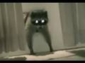 Raccon Steals a Carpet