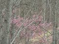 Lake Keowee Lot C 52 Reserve Real Estate Lake Keowee Lot C 52 Reserve Real Estate