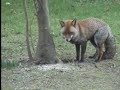 Fox Roundup Fox Roundup