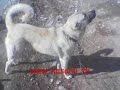 kasanli k�y� 2007 resimleri yeni(www.kasanlim.net)